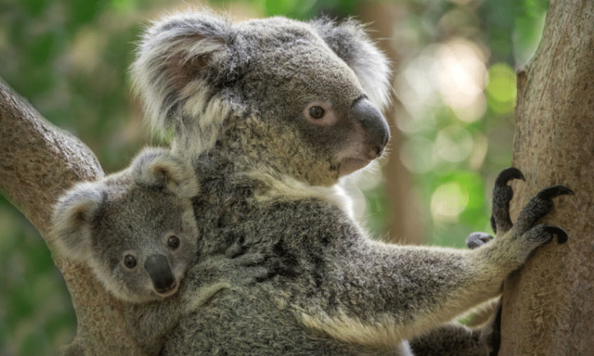 Le Conte Du Petit Bebe Koala Qui Trouvait Que Sa Maman N Etait Pas Assez Maman