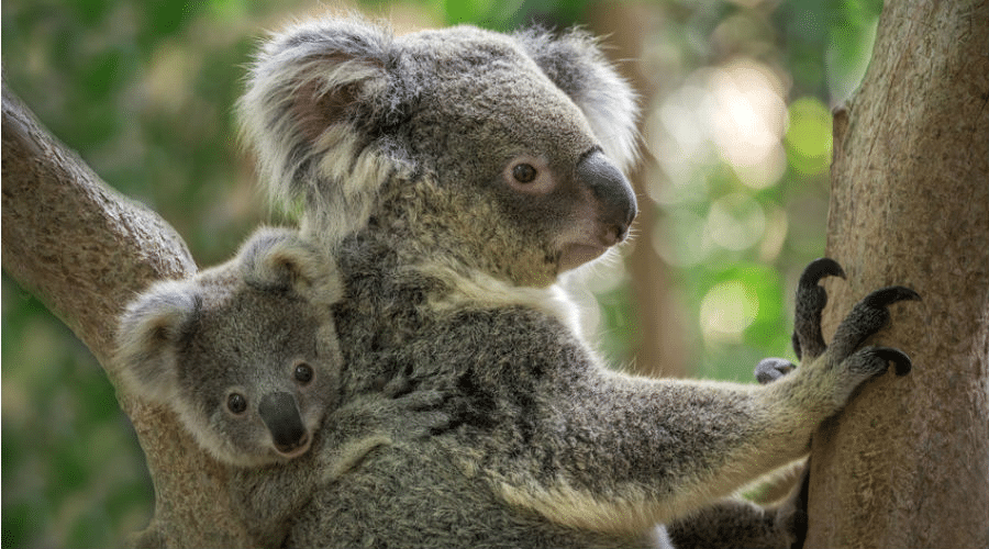 Le Conte Du Petit Bebe Koala Qui Trouvait Que Sa Maman N Etait Pas Assez Maman